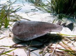 Image result for Torpedo marmorata