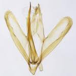 Attēlu rezultāti vaicājumam “Epicallima formosella”