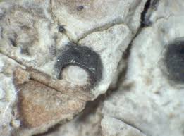 Attēlu rezultāti vaicājumam “Acrocordia gemmata”