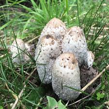 Image result for coprinus
