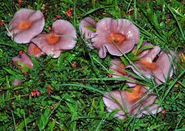 Attēlu rezultāti vaicājumam “Lepista sp.”