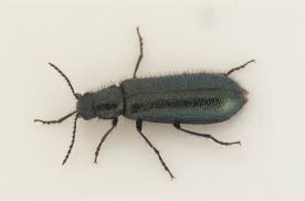 Attēlu rezultāti vaicājumam “Dasytes caeruleus”