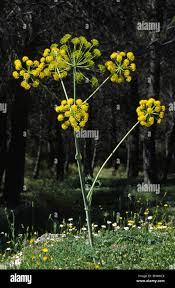 Attēlu rezultāti vaicājumam “Umbelliferae”