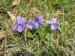 Attēlu rezultāti vaicājumam “Viola hirta”