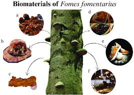 Attēlu rezultāti vaicājumam “Fomes fomentarius”