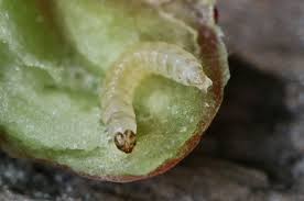 Attēlu rezultāti vaicājumam “Glyphipterigidae”
