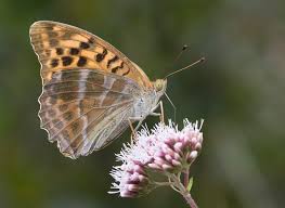 Attēlu rezultāti vaicājumam “Argynnis paphia larva”