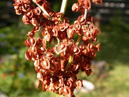 Attēlu rezultāti vaicājumam “Rumex crispus fruit”
