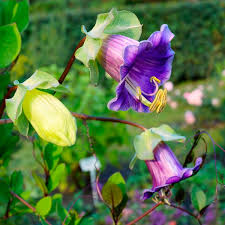 Image result for Glockenrebe