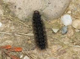 Attēlu rezultāti vaicājumam “Cybosia mesomella”