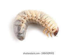 Attēlu rezultāti vaicājumam “larva”