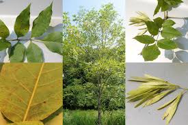Attēlu rezultāti vaicājumam “Fraxinus pennsylvanica fruit”