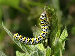 Attēlu rezultāti vaicājumam “Cucullia verbasci larva”