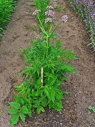 Image result for Baldrian