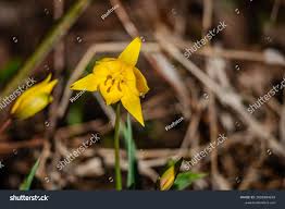 Attēlu rezultāti vaicājumam “Tulipa sylvestris”