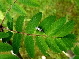 Attēlu rezultāti vaicājumam “Sorbus aucuparia leaf”