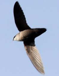 Image result for Chaetura pelagica