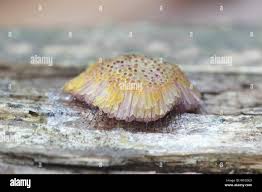 Attēlu rezultāti vaicājumam “Symphytocarpus flaccidus”