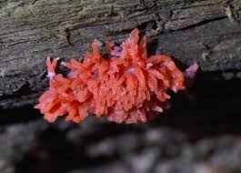 Attēlu rezultāti vaicājumam “Tubifera ferruginosa (subsp. ferruginosa) macro”