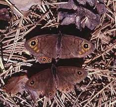 Attēlu rezultāti vaicājumam “Lasiommata petropolitana upperside”