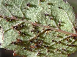 Attēlu rezultāti vaicājumam “Phragmidium sp.”