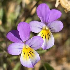 Attēlu rezultāti vaicājumam “Viola tricolor subsp. curtisii”