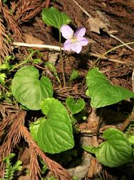 Attēlu rezultāti vaicājumam “Viola mirabilis leaf”