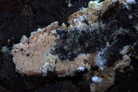 Attēlu rezultāti vaicājumam “Ceriporia viridans”