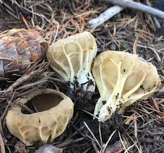 Attēlu rezultāti vaicājumam “Helvella acetabulum”