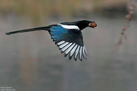 Attēlu rezultāti vaicājumam “Pica pica adult”