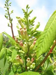 Attēlu rezultāti vaicājumam “Aesculus x neglecta”