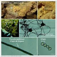 Attēlu rezultāti vaicājumam “Dictydiaethalium plumbeum”