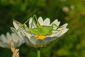 Attēlu rezultāti vaicājumam “Tettigoniodea”