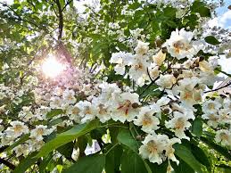 Attēlu rezultāti vaicājumam “Philadelphus lemoinei”