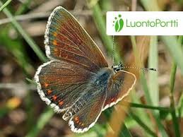 Attēlu rezultāti vaicājumam “Aricia artaxerxes  male”