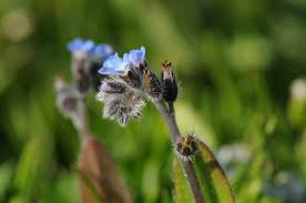 Attēlu rezultāti vaicājumam “Myosotis ramosissima flower”