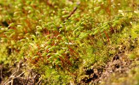 Attēlu rezultāti vaicājumam “Amblystegium serpens sporophyte”