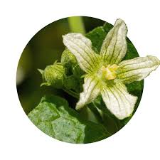 Attēlu rezultāti vaicājumam “Bryonia alba leaf”