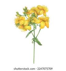 Attēlu rezultāti vaicājumam “Hypericum perforatum flower”