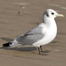 Attēlu rezultāti vaicājumam “Rissa tridactyla”