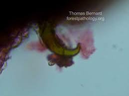 Attēlu rezultāti vaicājumam “Onnia triquetra”