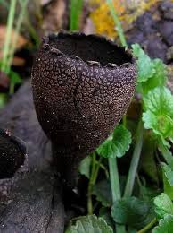 Attēlu rezultāti vaicājumam “Urnula craterium”