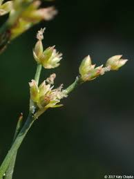 Attēlu rezultāti vaicājumam “Juncus articulatus”