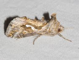 Attēlu rezultāti vaicājumam “Cytilus sericeus”