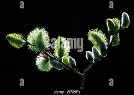 Attēlu rezultāti vaicājumam “Salix cinerea male flower”