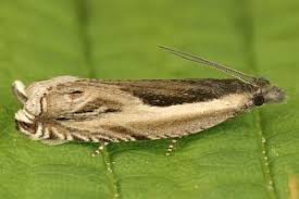 Attēlu rezultāti vaicājumam “Ancylis apicella”