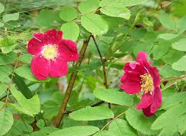 Attēlu rezultāti vaicājumam “Rosa glabrifolia”