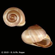 Attēlu rezultāti vaicājumam “Helicidae”