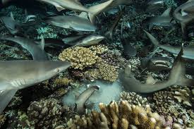 Image result for Triaenodon obesus