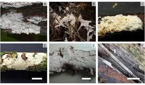 Attēlu rezultāti vaicājumam “Pistillaria sp.”